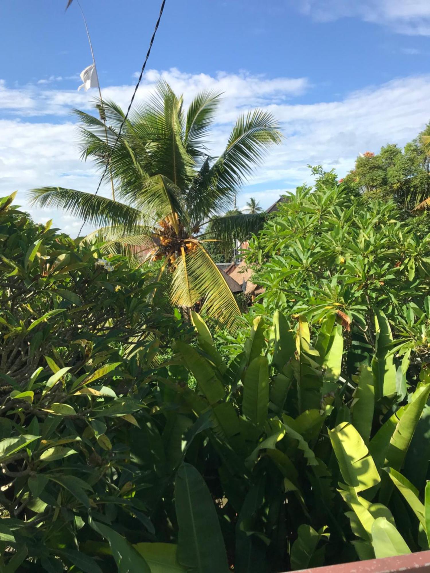 Gus Arditya Homestay Ubud  Ngoại thất bức ảnh
