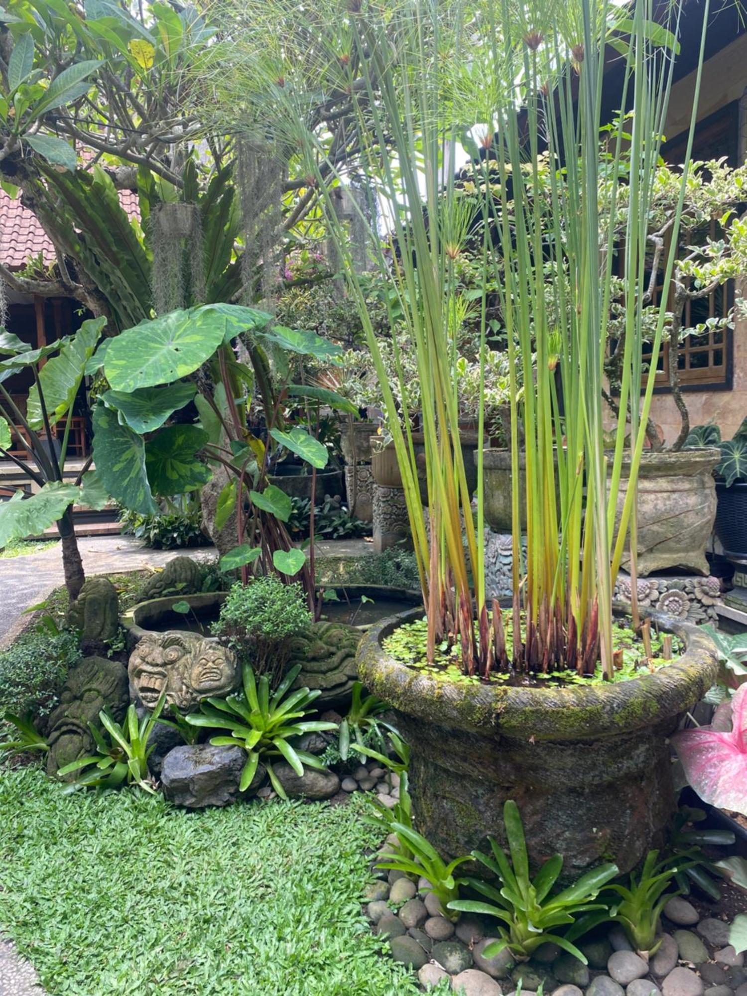 Gus Arditya Homestay Ubud  Ngoại thất bức ảnh