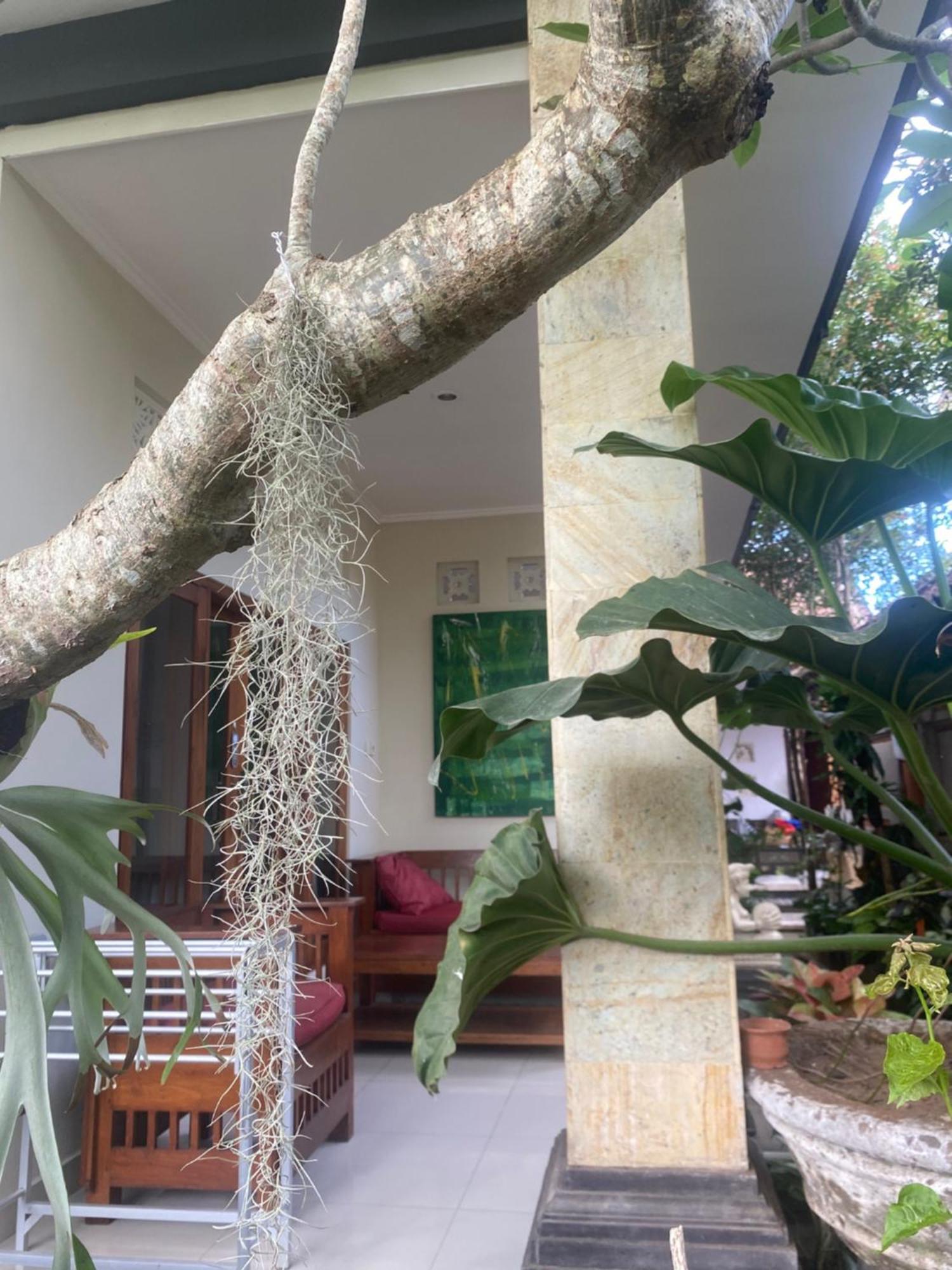 Gus Arditya Homestay Ubud  Ngoại thất bức ảnh