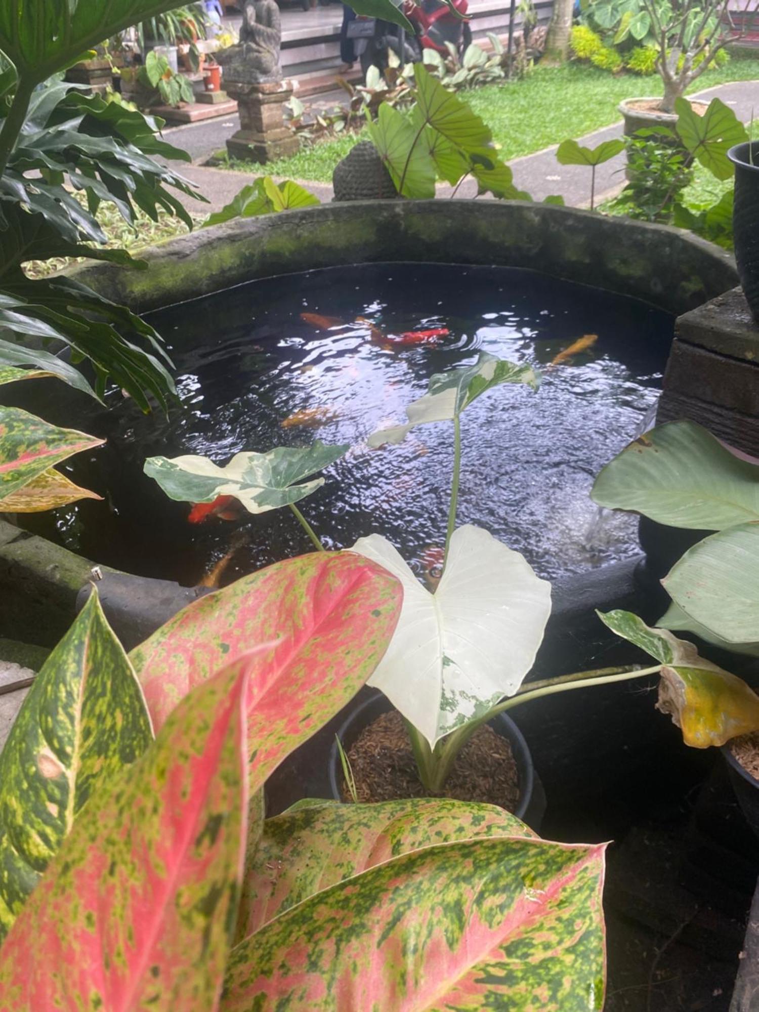 Gus Arditya Homestay Ubud  Ngoại thất bức ảnh