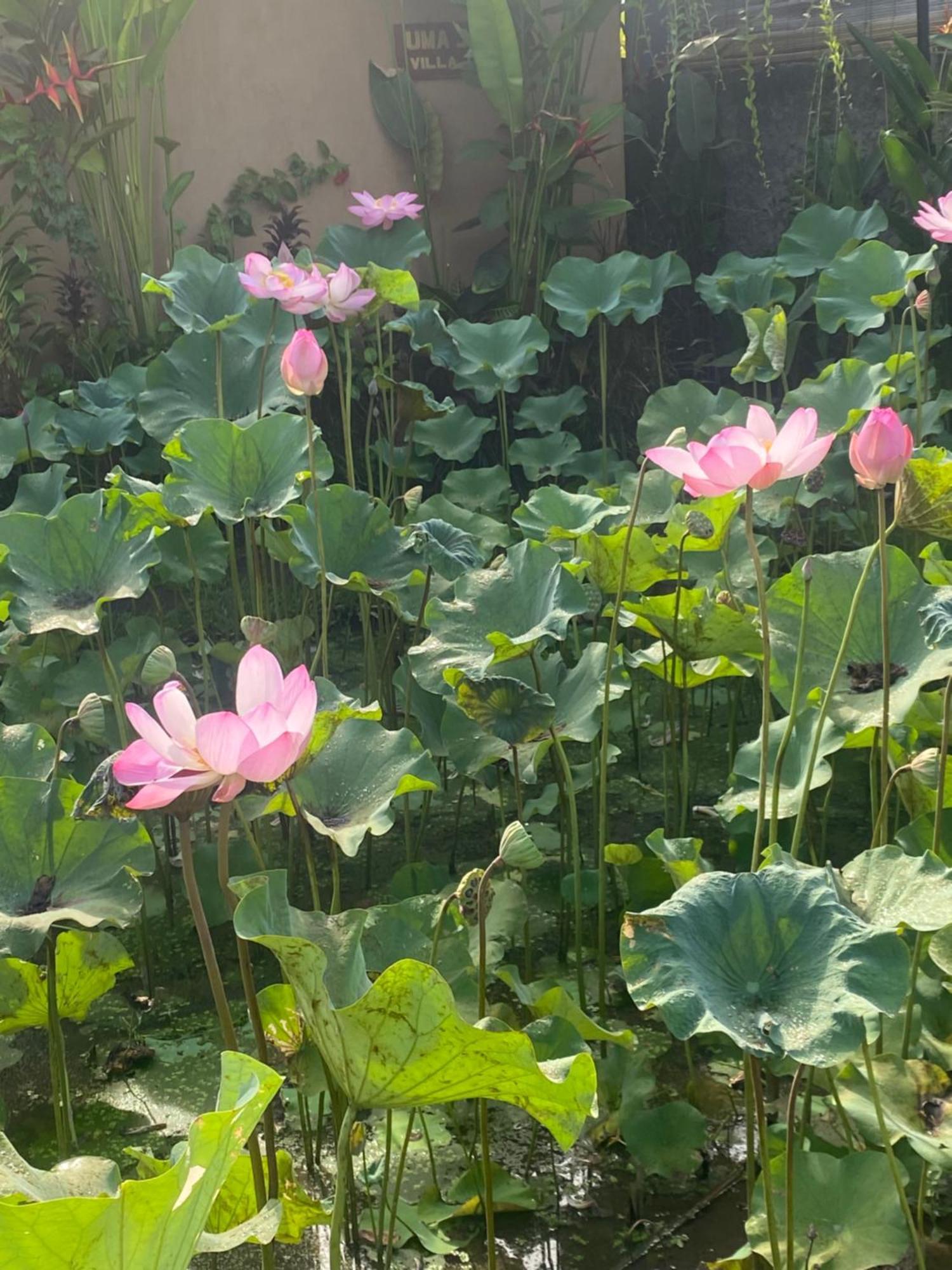 Gus Arditya Homestay Ubud  Ngoại thất bức ảnh
