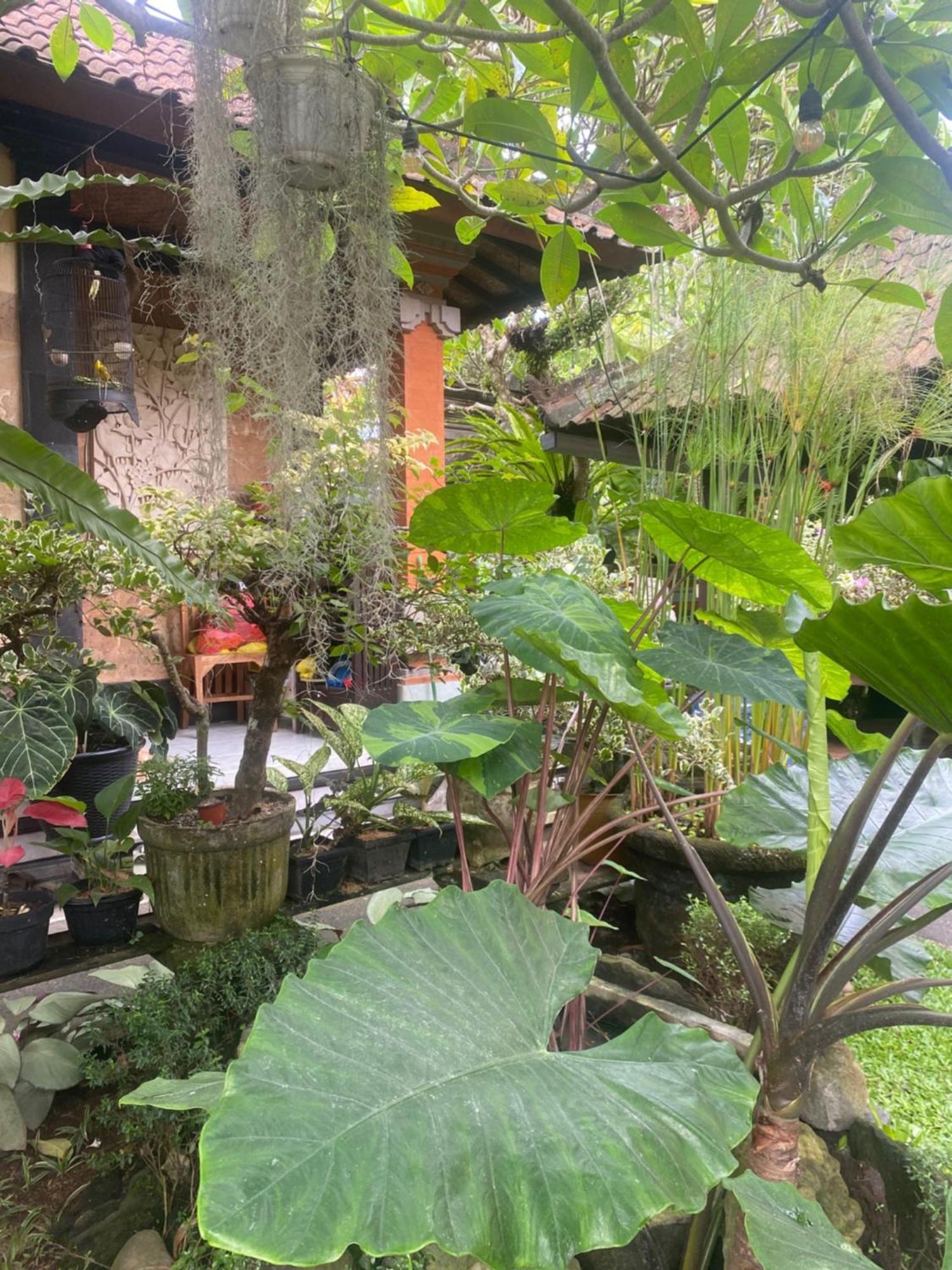 Gus Arditya Homestay Ubud  Ngoại thất bức ảnh