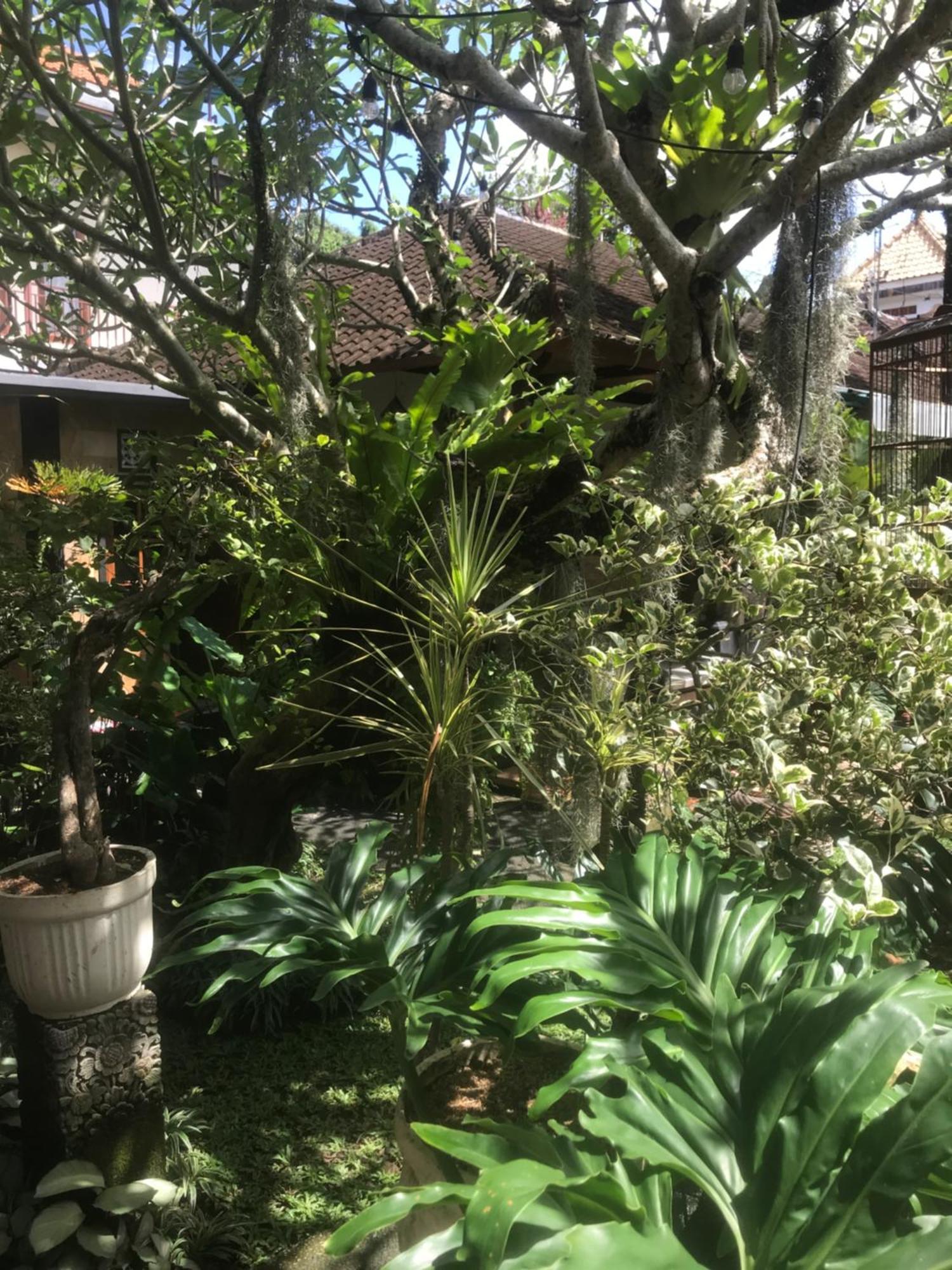 Gus Arditya Homestay Ubud  Ngoại thất bức ảnh